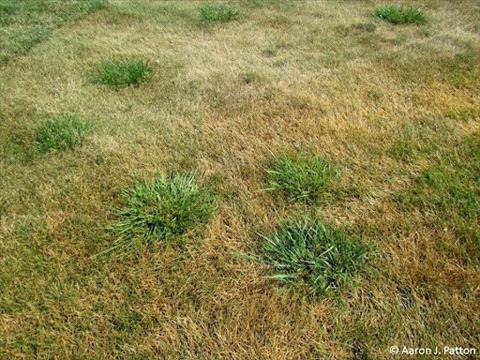 Tall fescue in your lawn